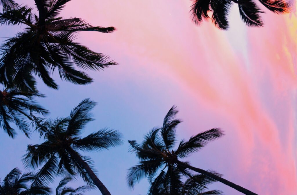Palmbeach_6-100